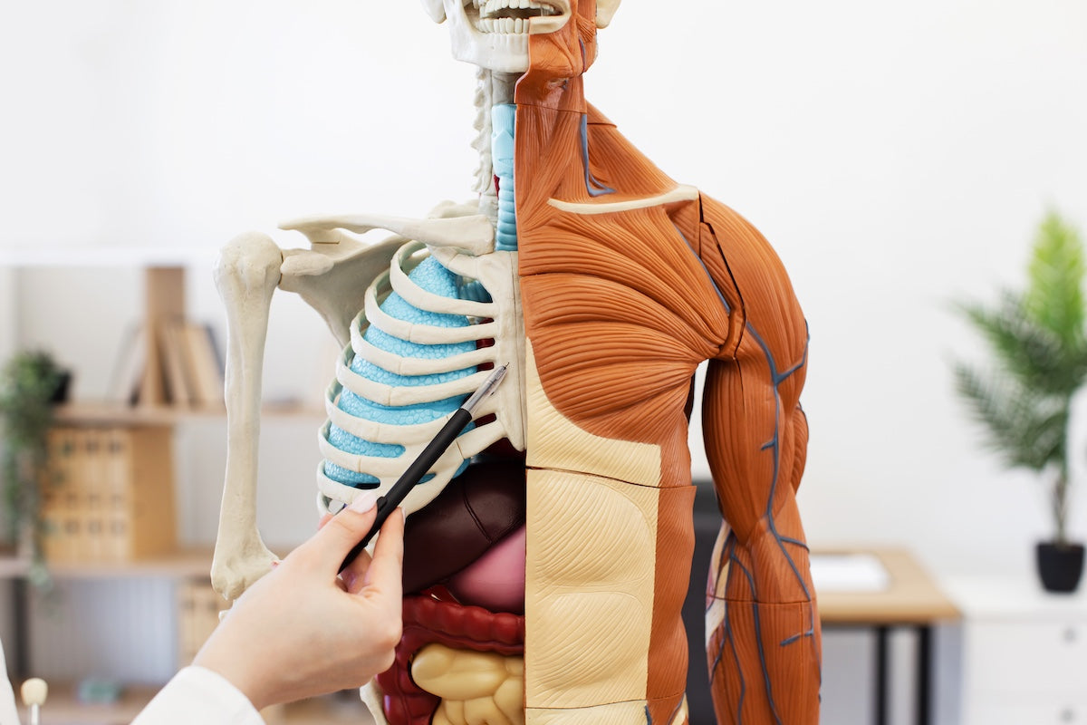 A medical professional pointing at a human anatomy model showing the rib cage, internal organs, muscles, and connective tissues in a clinical or educational setting.