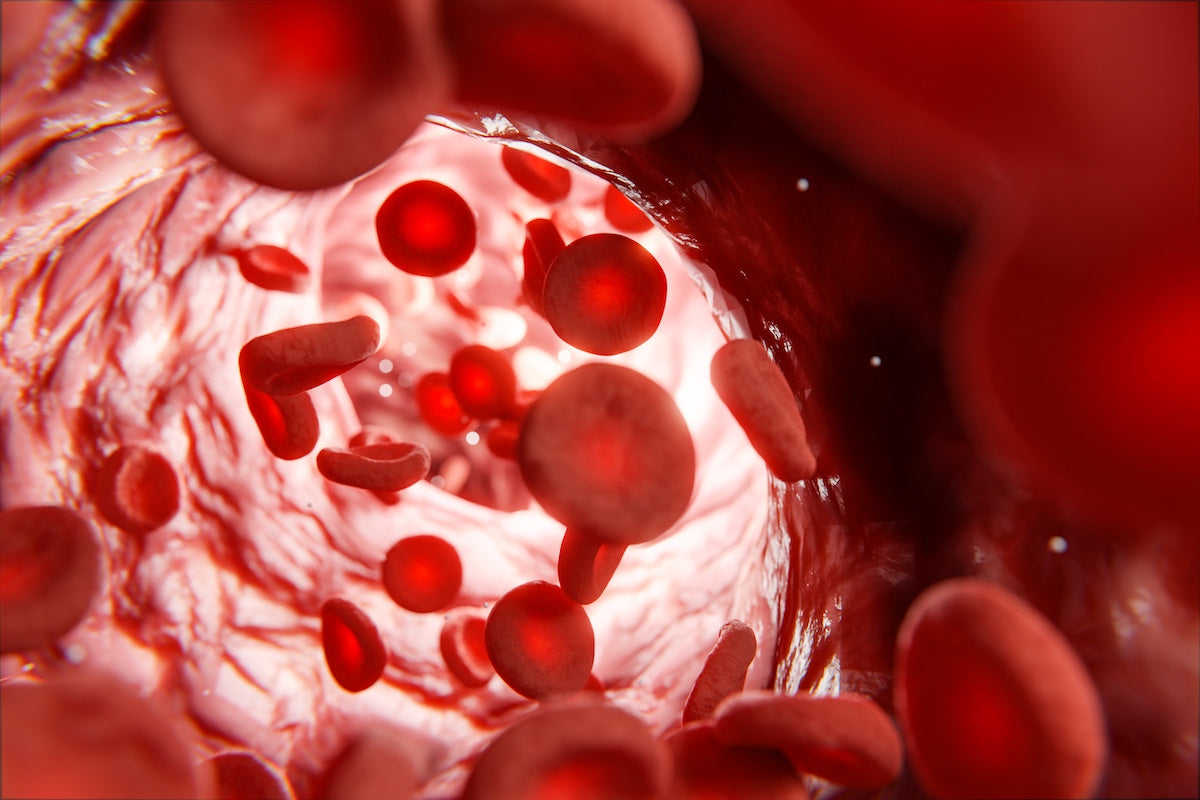 3D rendered close-up view of red blood cells flowing through a blood vessel, highlighting the inner walls and circulation inside the vein.