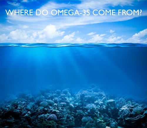 Where Do Omega-3s Come From and Why Should You Care?