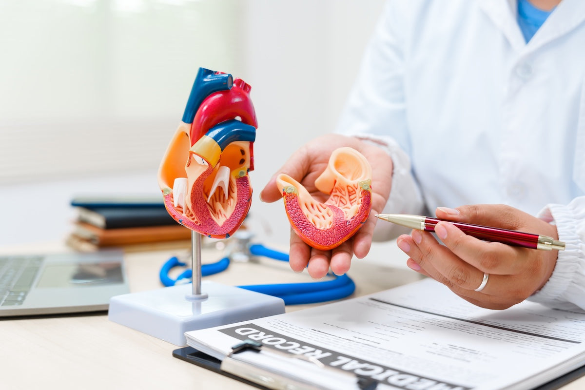 A cardiologist uses a heart model to demonstrate the anatomy, function