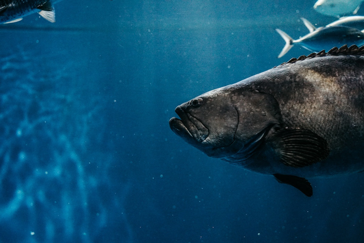 A large dark-colored fish swimming underwater in deep blue ocean water, with smaller fish visible in the background.