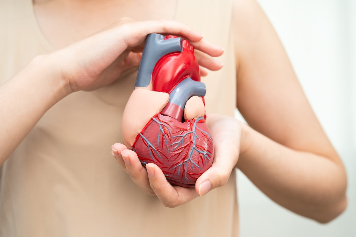 Person holding an anatomical heart model with both hands, symbolizing heart health and cardiovascular awareness.