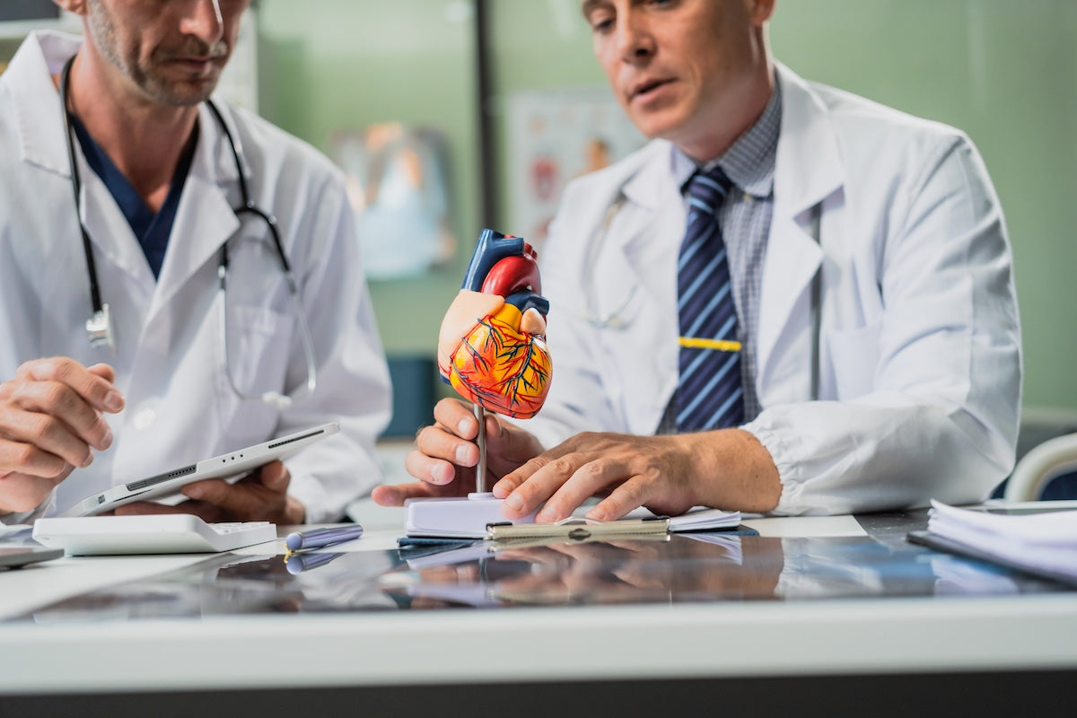 Two male doctors in white lab coats discussing cardiovascular health using a detailed anatomical heart model during a medical consultation or research meeting.