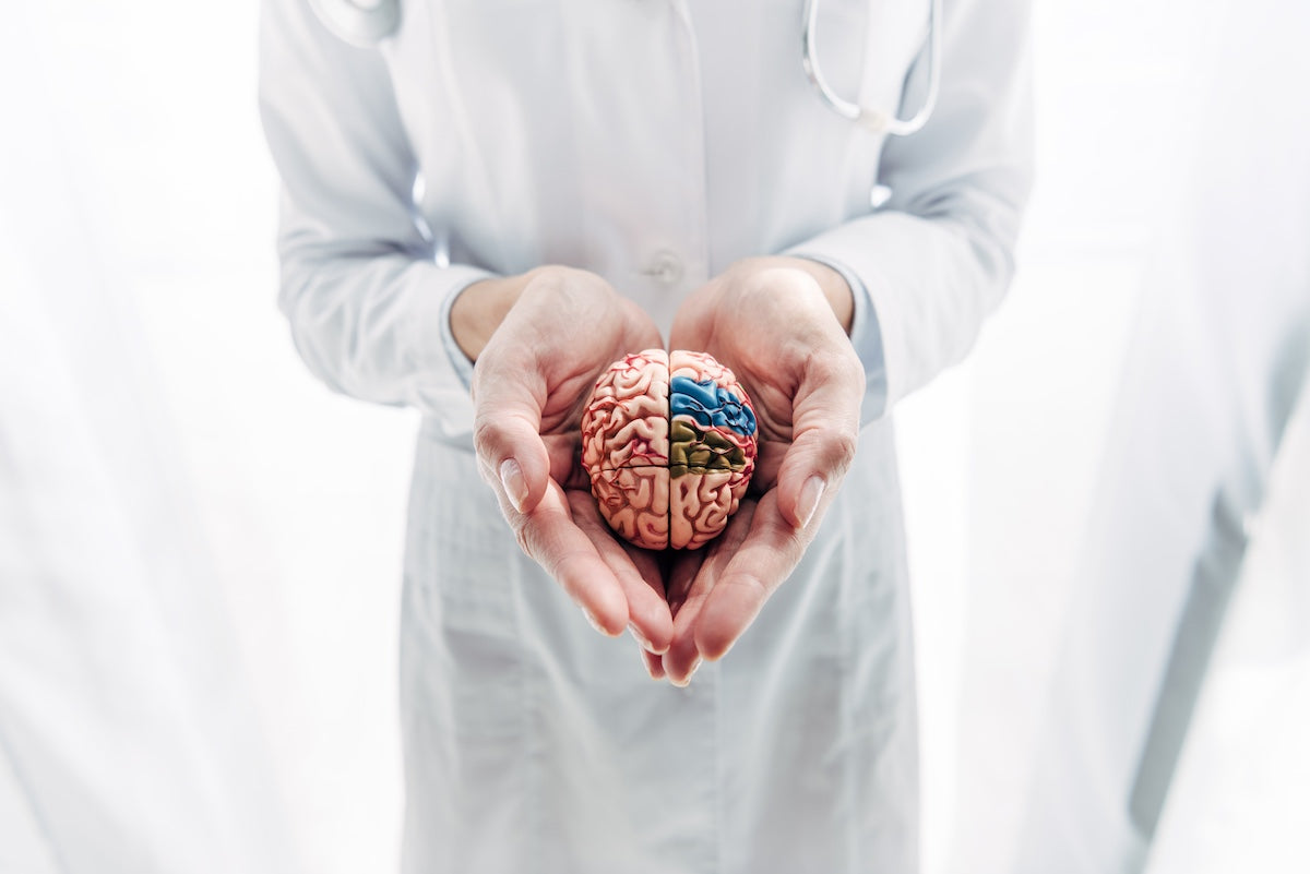 Close-up of a doctor in a white coat holding a detailed anatomical model of the human brain in both hands, symbolizing brain health and medical care.