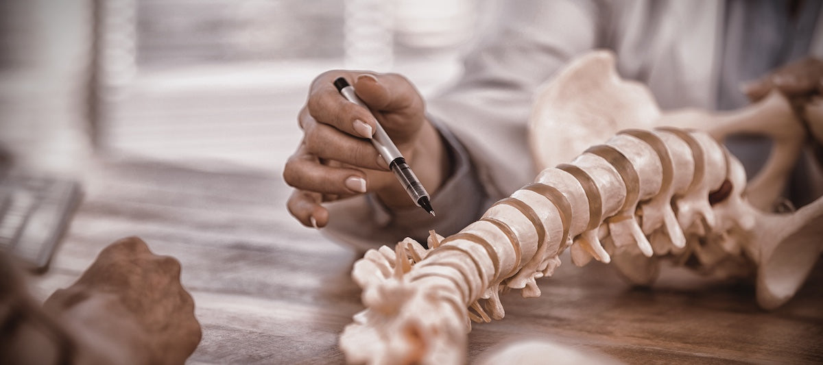 A doctor pointing at a model of the human spine with a pen, explaining bone structure and anatomy during a consultation.