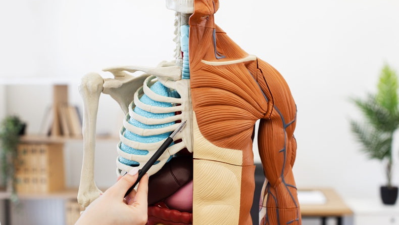 Collagen & Neuromuscular Health: What the Science Really Shows