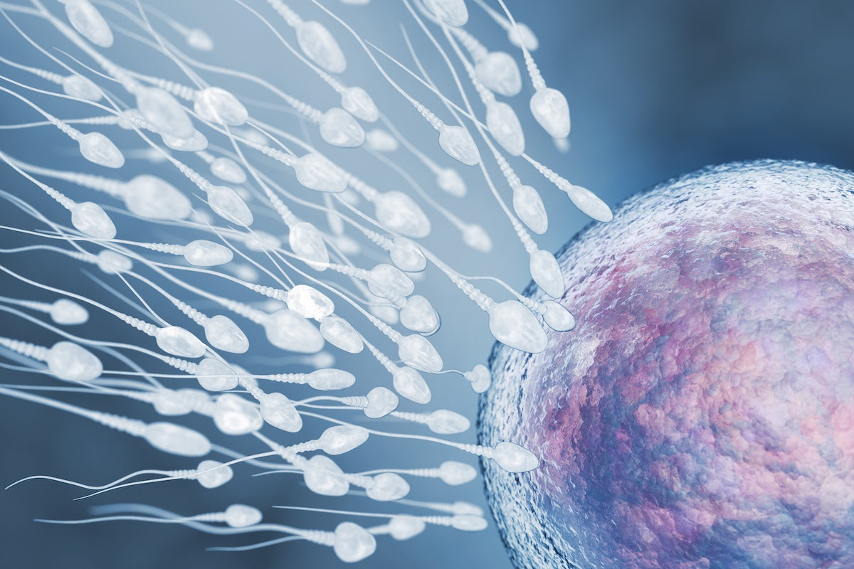 Illustration of numerous sperm cells swimming toward a single human egg cell, representing the fertilization process and human reproduction.