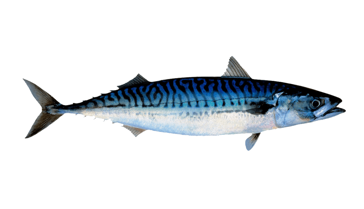 blue and white coloured cold sea fish illustration